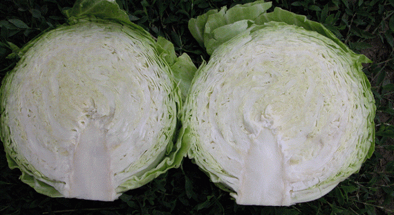 ЧАМП F1 семена капусты белокочанной (Seminis | Alexagro) – фото 4