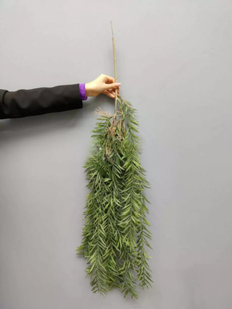 Афрокарпус грачлиор