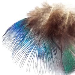 Голубые шейные перья павлина Peacock blue neck Natural (10 шт)