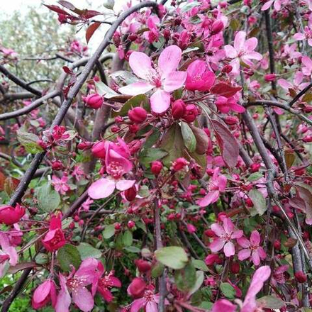 Яблоня "Royal Beauty"