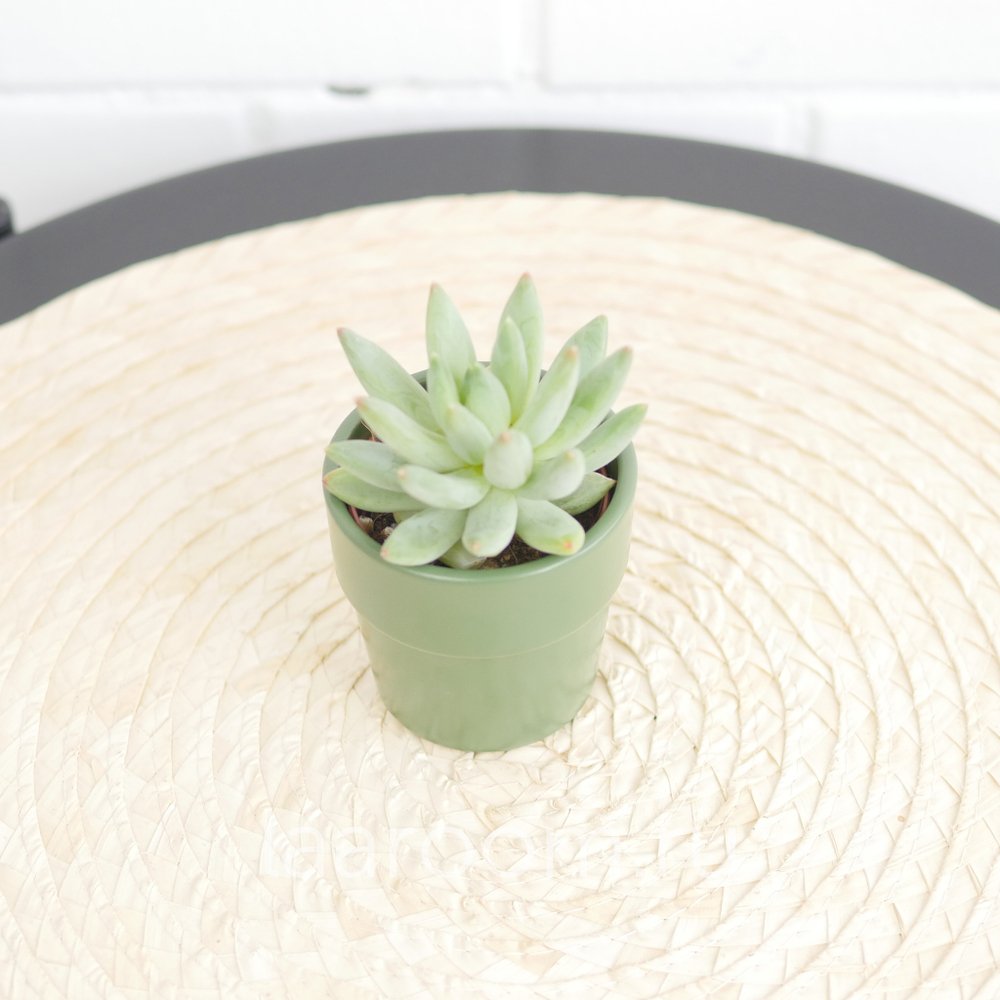 Пахиверия Глаука