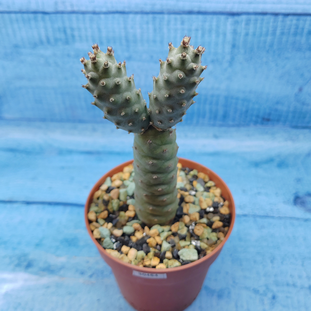 Tephrocactus Articulatus Diadematus (Тефрокактус)
