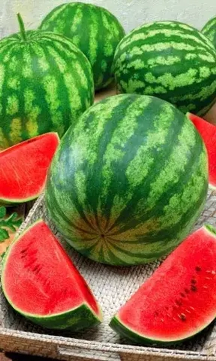 Арбуз Фаворит 10шт УрДачник