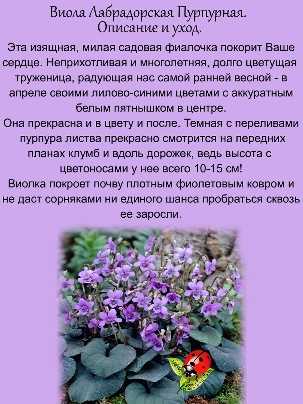 Виола Лабрадорская Пурпурная многолетняя