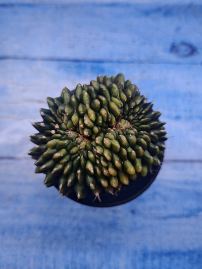 Gymnocalycium Spineless Crested form (Гимнокалициум)