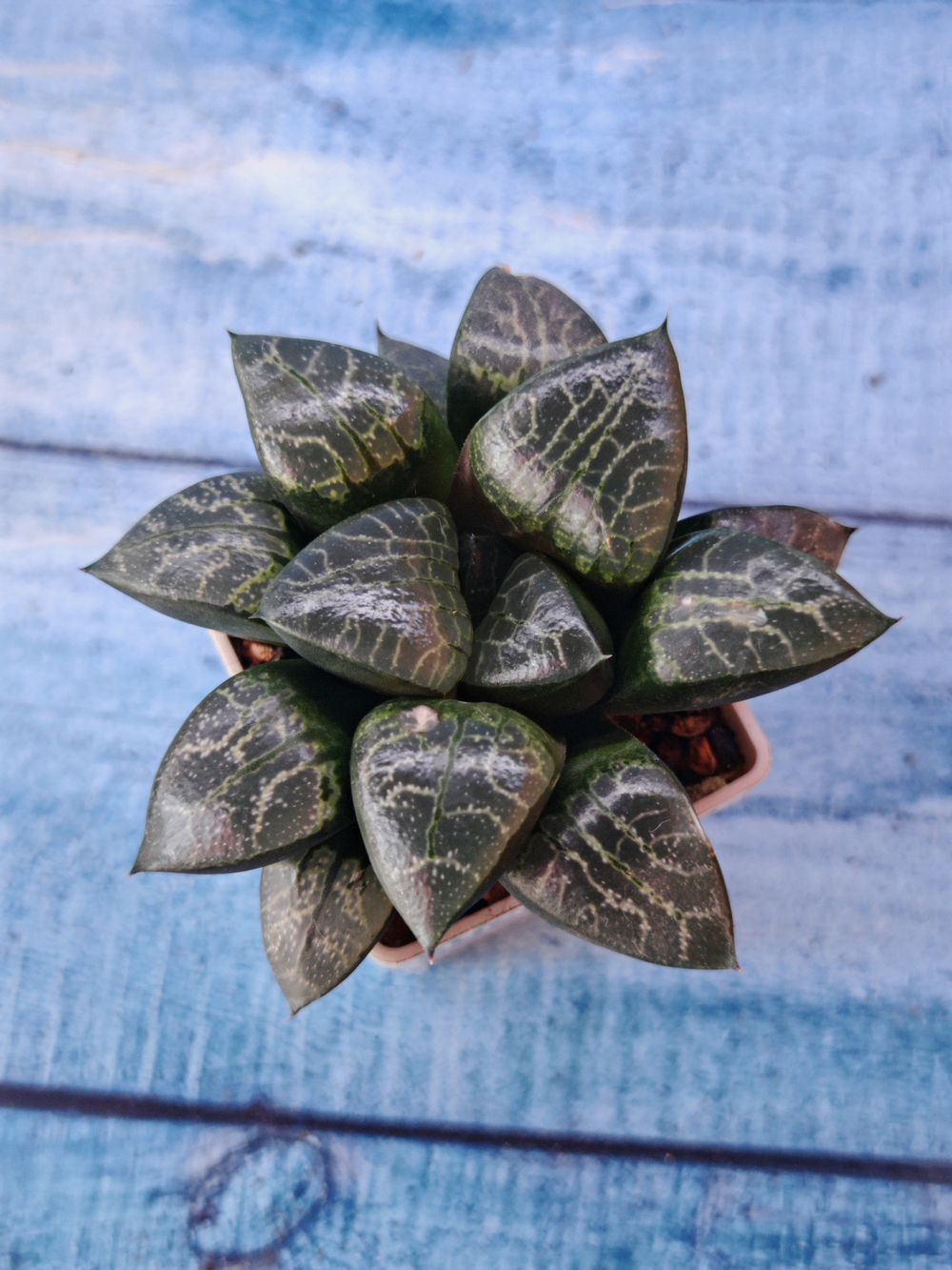 Haworthia Bayeri x Comptoniana (Хавортия)