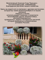 Алиссум вегетативный Сноу Принцесс мощный быстрорастущий