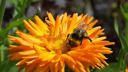 Ноготки лекарственные