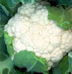 ОПААЛ семена капусты цветной (Rijk Zwaan | Alexagro)