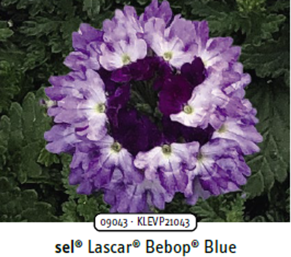 ЕВРО Вербена Lascar Bepop Blue укорененный черенок ОКС начало декабря