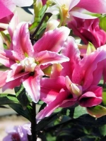 Лилия махровая Дистант Драм (восточный гибрид)