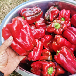 Перец Сладкий Гигантский — Big Bertha - Большая Берта