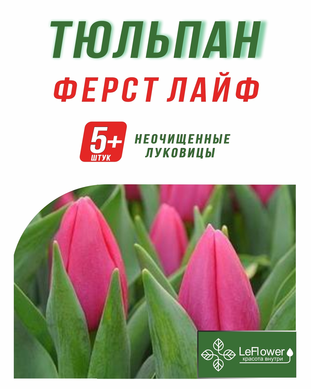Тюльпан Луковица, Ферст Лайф, 5+шт