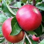 Яблоня зимняя Память Воину (2-летняя) п/карл.подвой ЗКС