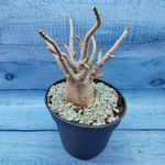Adenium Baobab (Адениум)
