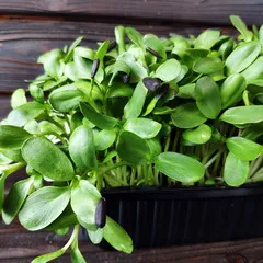 Проростки подсолнечника на корне (лоток) / 100 гр сбоку Проростки подсолнечника на корне (лоток) / 100 гр сбоку