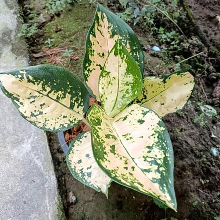 Аглаонема WHITE SUKSOM JAIPONG