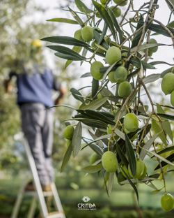 Оливковое масло Critida Morеsca Bio Supеrrior Catеgory, ст, 0,5 л, Греция