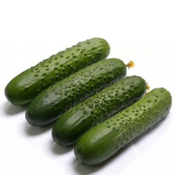 СПИНО F1 семена огурца партенокарпического (Syngenta) отзывы – фото 4