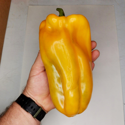 Гигантский Сладкий Перец Жёлтый Монстр — Yellow Monster Pepper