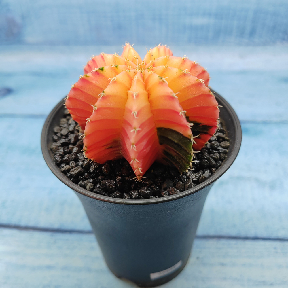 Gymnocalycium Variegata (Гимнокалициум Вариегатный)