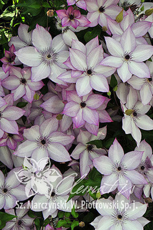 Клематис гибридный Утопия Закупка М33 апрель 2026