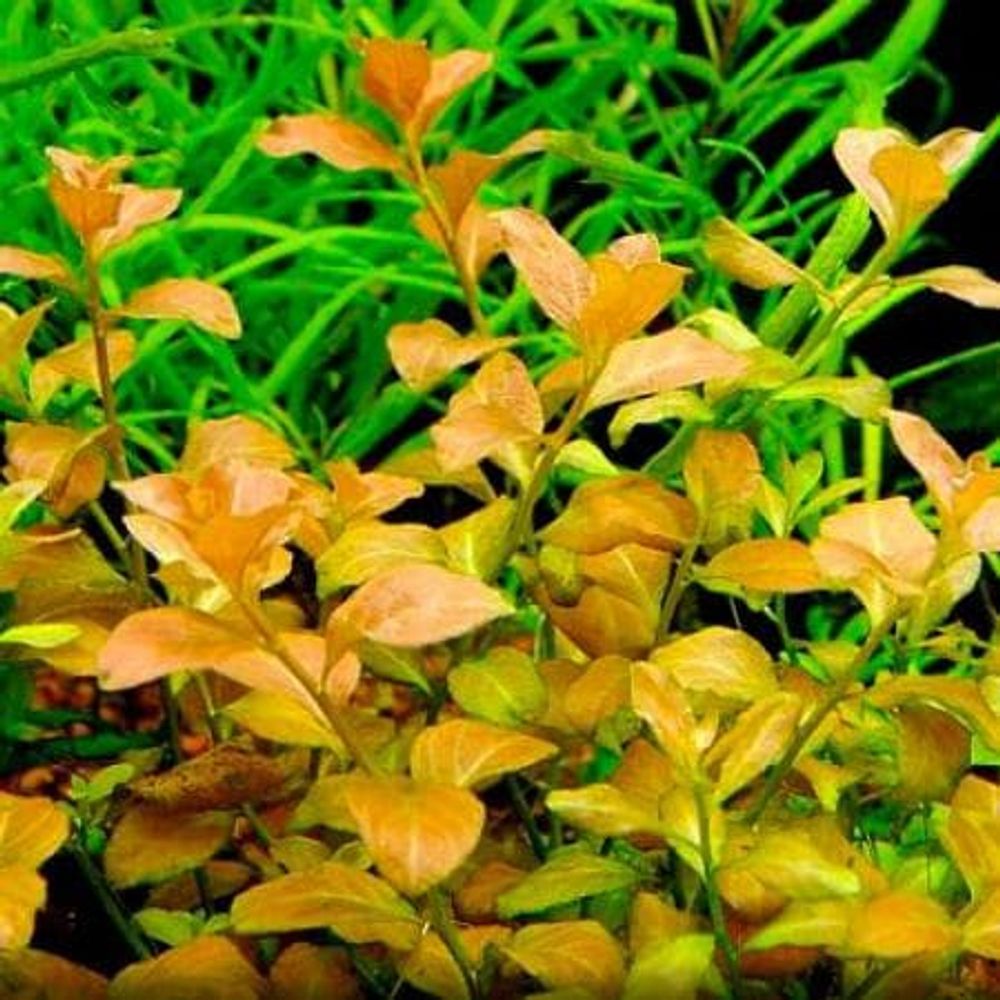 Людвигия овальная, М (код 2067)