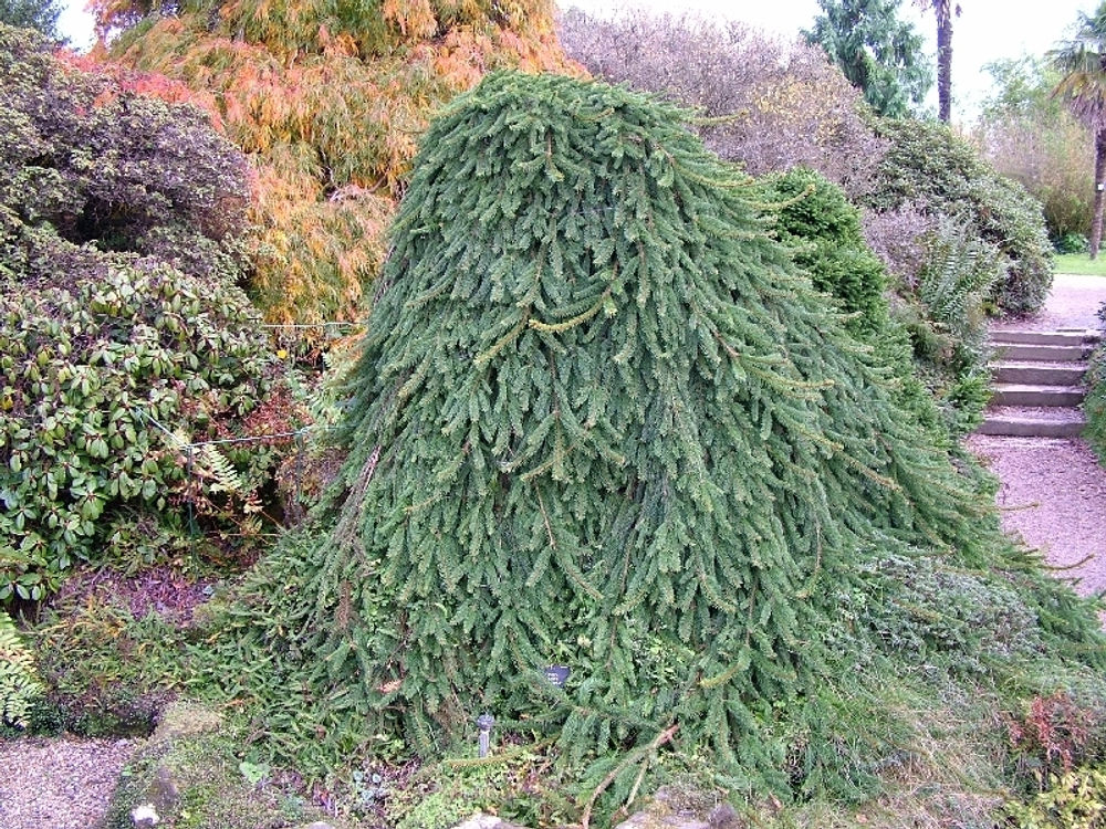 Ель обыкновенная Инверса 3года С3 штамб 100 см Закупка М62 апрель-май 2026