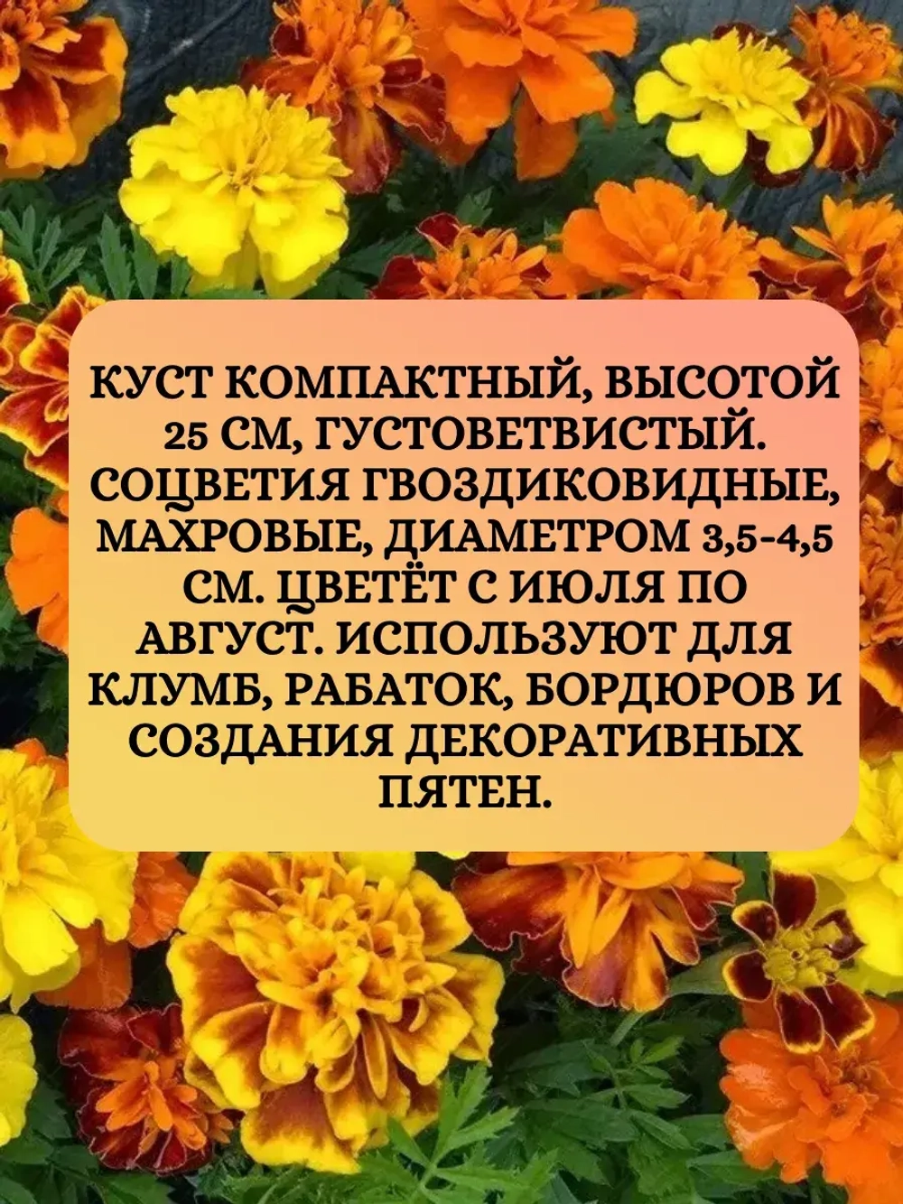 Семена Бархатцы махровые "Петит" смесь окрасок 2 грамм