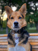 Ошейник Неуловимый леопард