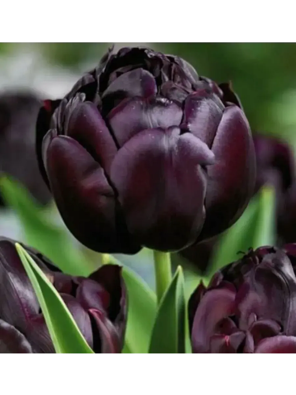 Тюльпаны Black Hero 4 шт, набор луковиц