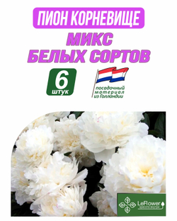 Пион Корневище, Микс белых сортов, 6шт