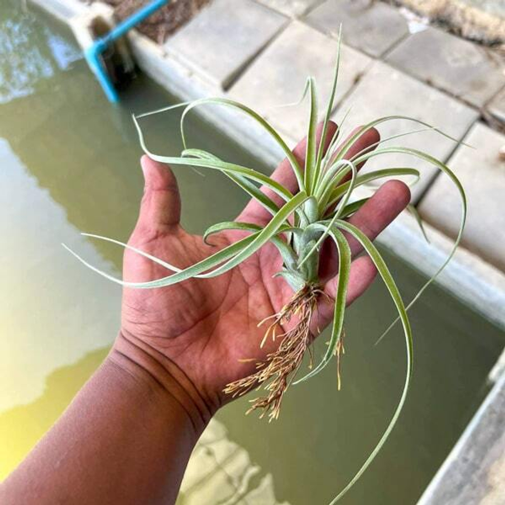 Тилландсия Hedi Gulz (exserta x streptophylla)