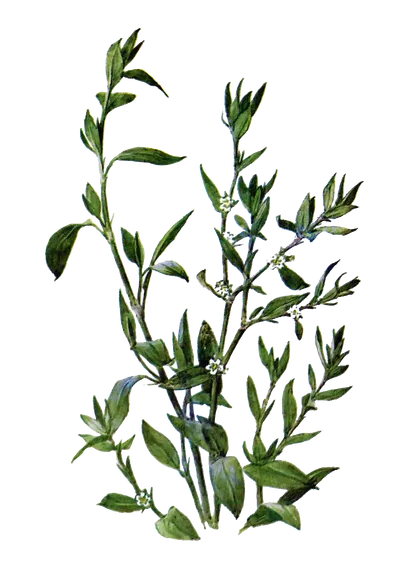 Спорыш (горца птичьего трава) 50гр - чайный напиток № 30