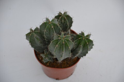 Кактус д. 5,5