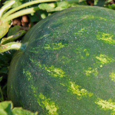 Мирза F1 семена арбуза (Syngenta / Сингента)