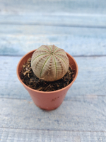 Euphoria Obesa (Эуфорбия)