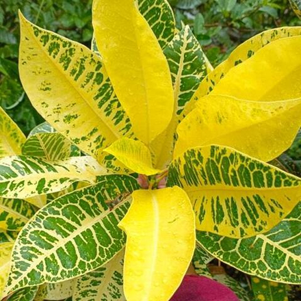 Кротон TAMARA ICE