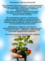 Мята шоколадно-ванильная многолетнее растение