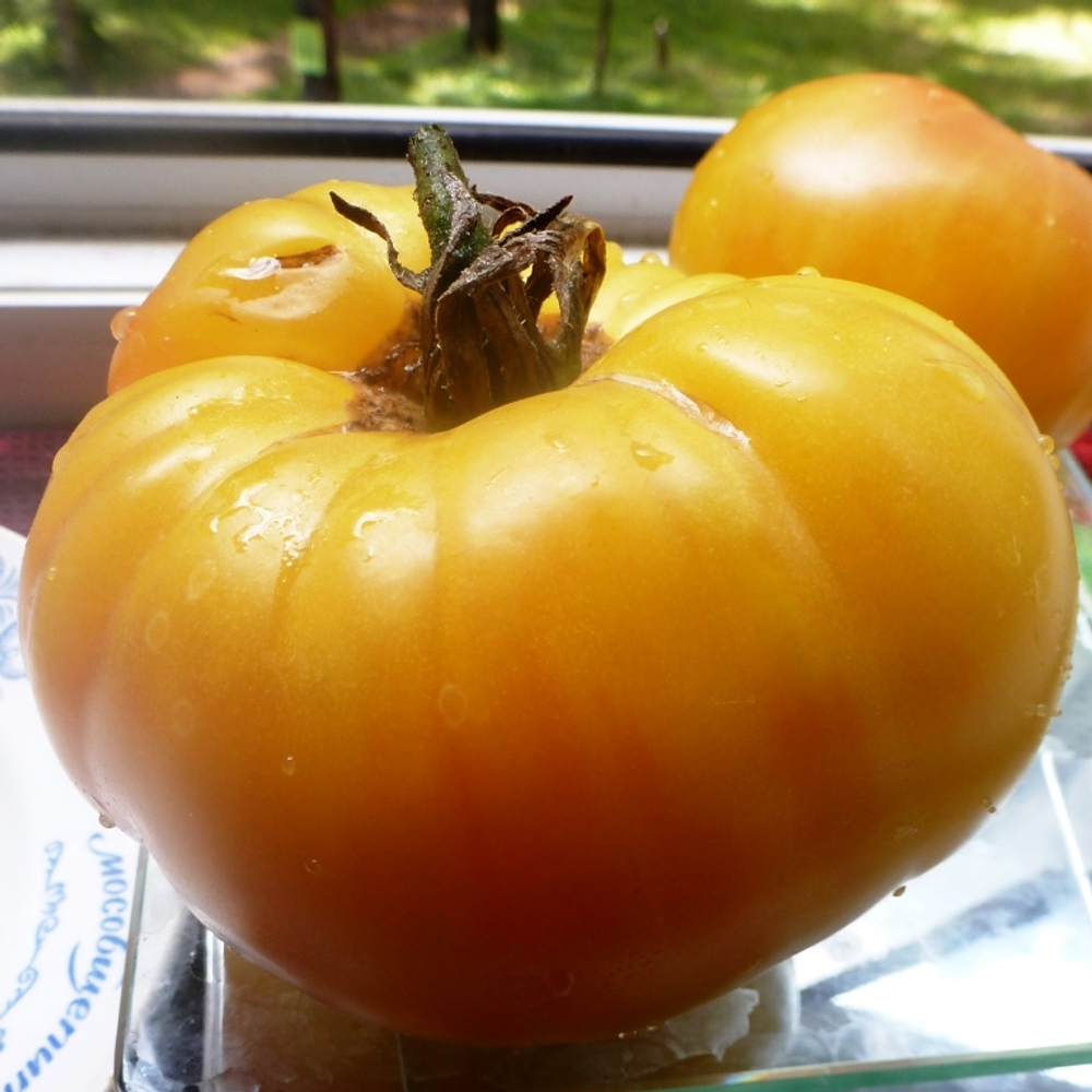 Помидоры COPIA — Копиа - Римская Богиня Богатства и Изобилия