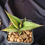 Сансевиерия PINGUI BLACK VAR