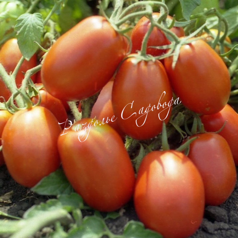 Томат детерминантный Кадет (цена за 6 штук )