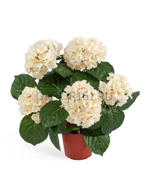 Гортензия куст крем-ваниль 35 см в горшке 8/8 20.6250CR
