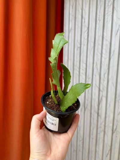Рипсалис Хоулетианум, D9см Н20см, 1шт, Urban Jungle