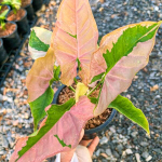 Сингониум PINK MOSAIC LAVA