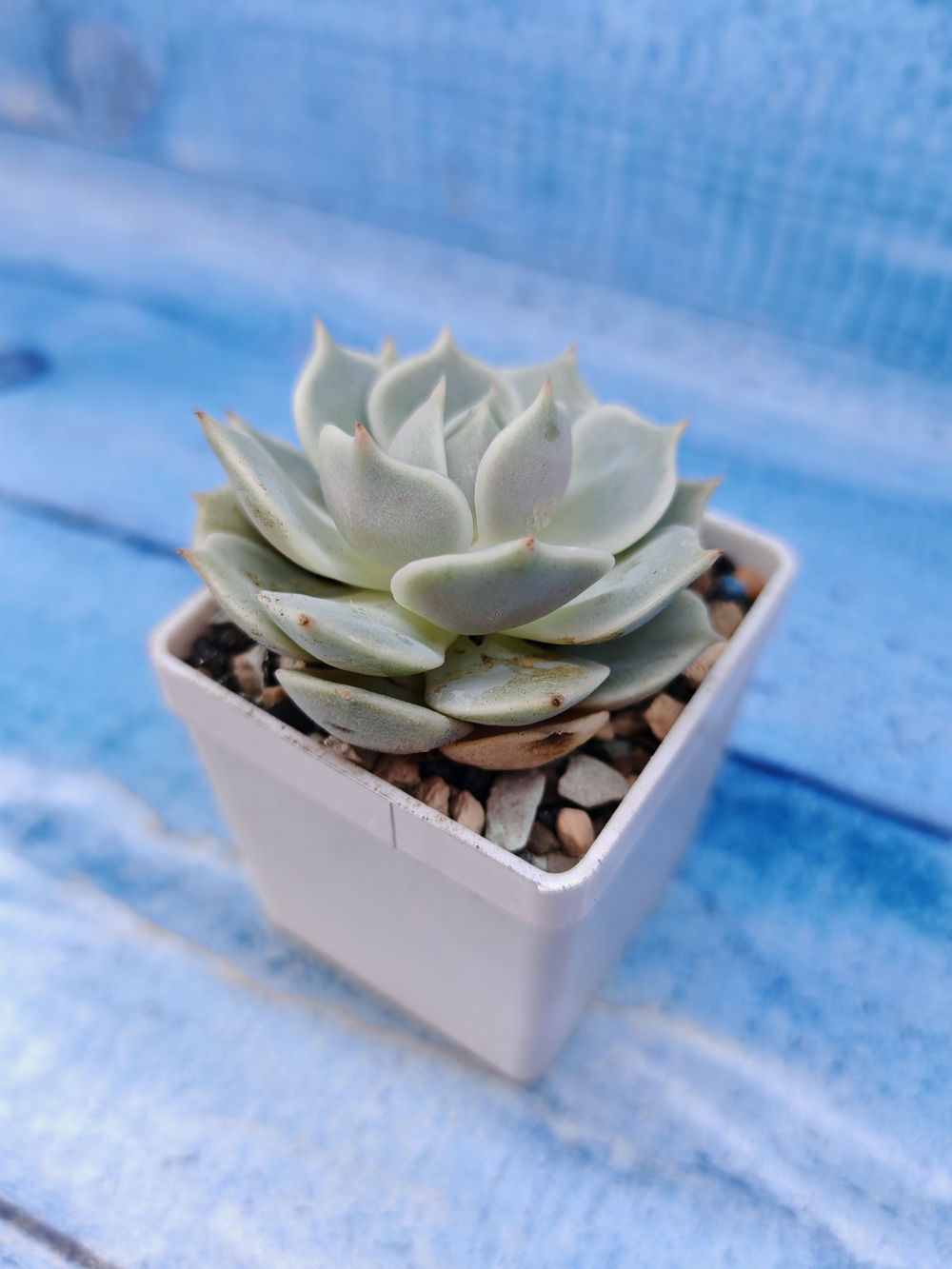 Echeveria Lola (Эхеверия)