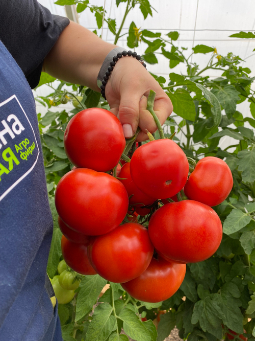 Томат Мамонтенок