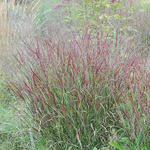 Просо прутьевидное "Shenandoah". Panicum virgatum "Shenandoah".