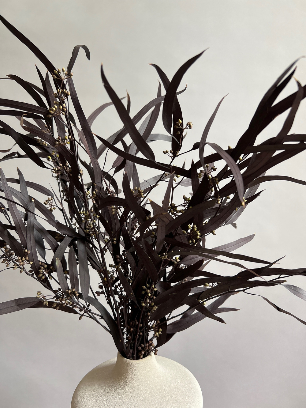 Эвкалипт Николи стабилизированный серо-пурпурный