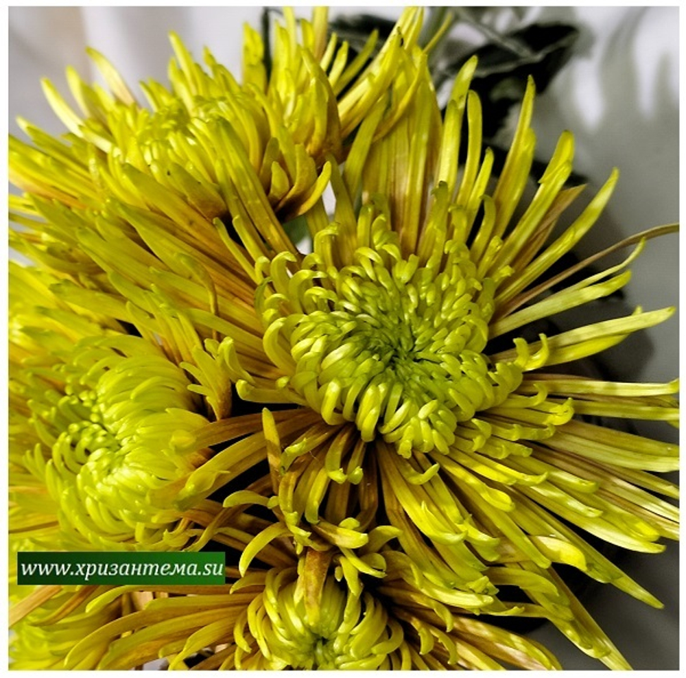 Хризантема одноголовая Сафина /о.86 /поставка весна 2026г/